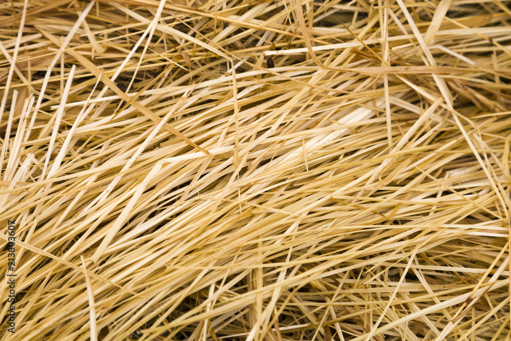 Dried Grass Texture in Paddock Dried Grass Texture in Paddock