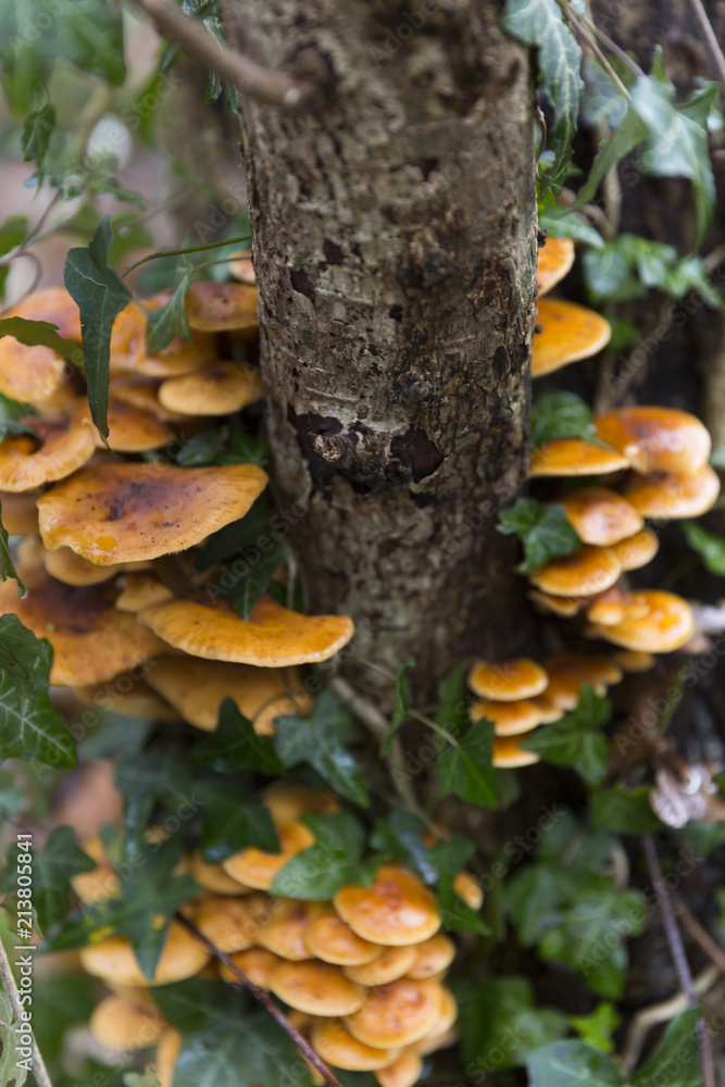Mushrooms On A Tree Mushrooms On A Tree