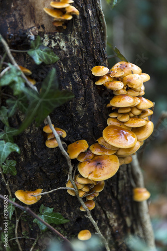 Natural Habitat Mushrooms