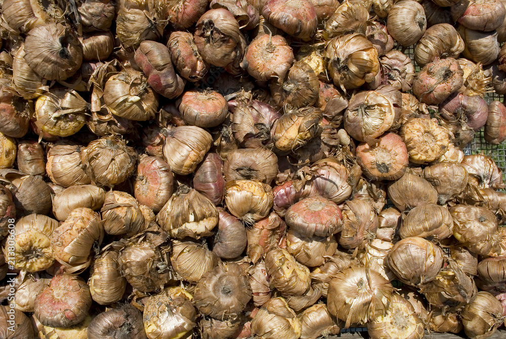 basket full of many tulip bulbs, brown, ready to be planted in the ground in garden during spring, sun, market, italy basket full of many tulip bulbs, brown, ready to be planted in the ground in garden during spring, sun, market, italy