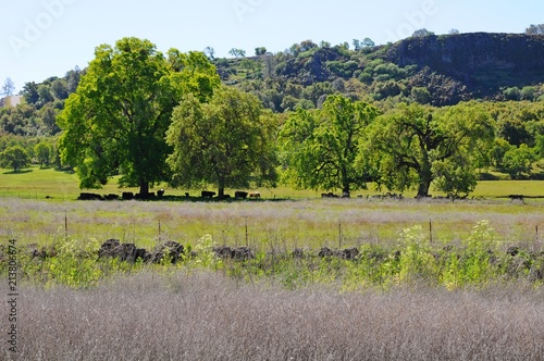 Beautiful Landscape of Trees  mountains  hills and grass field in California  United States