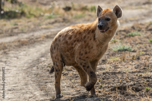 Hunting spotted hyena