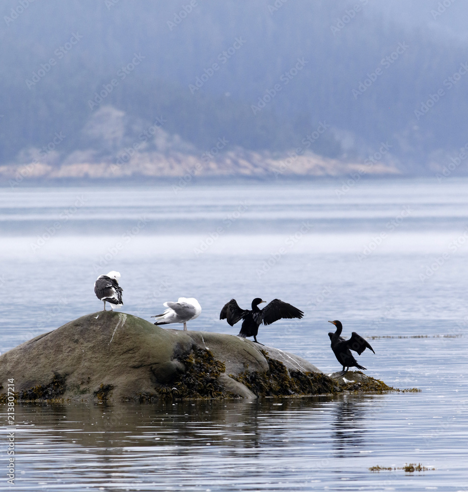 Fototapeta premium cormoran à aigrettes et goéland