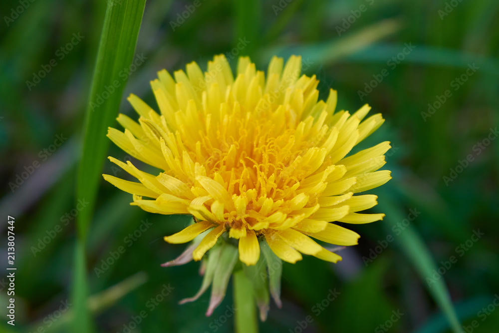 Vivid dandelion close-up Vivid dandelion close-up