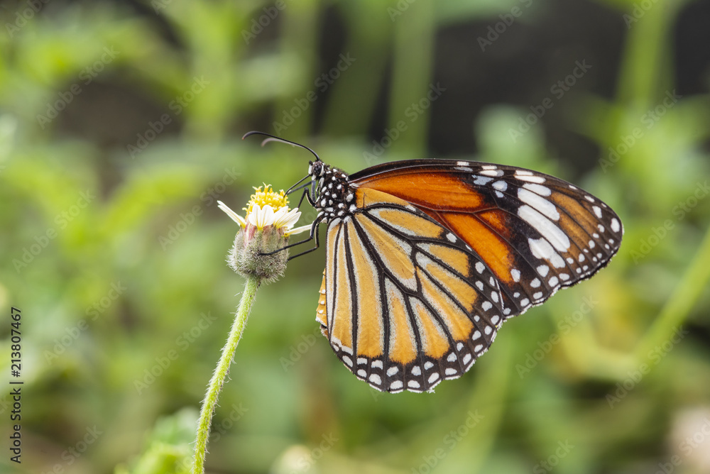 Closeup common tiger butterfly on flower Closeup common tiger butterfly on flower
