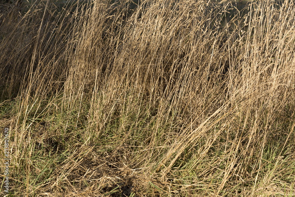 Dried Grassfield Dried Grassfield
