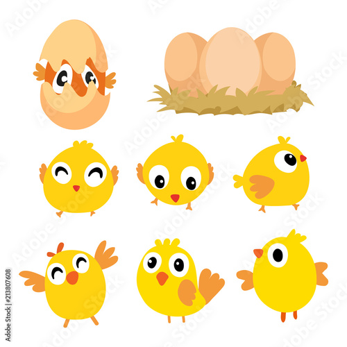 chick vector collection design