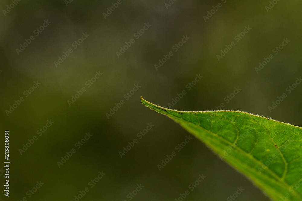 a leaf of a plant close-up against a grass background a leaf of a plant close-up against a grass background