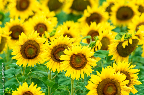 Bright yellow sunflowers one sunny symmer day. photo