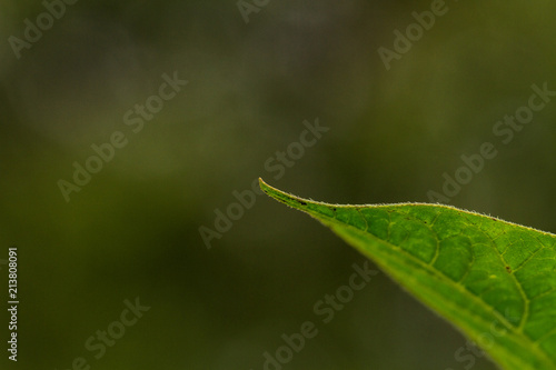 a leaf of a plant close-up against a grass background