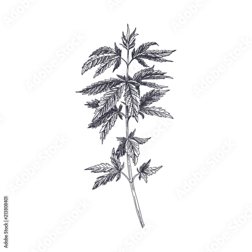 vector hand drawn Cannabis Illustration