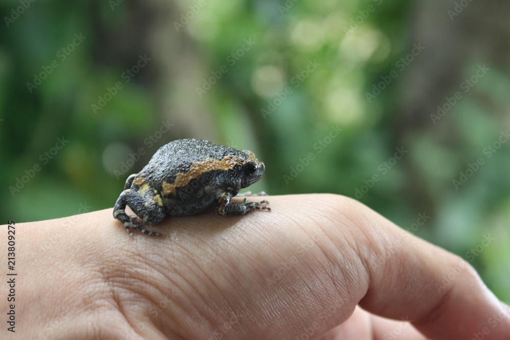 bullfrog on hand background nature,frog in garden bullfrog on hand background nature,frog in garden