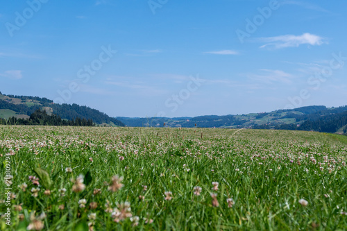 Grüne Sommerwiese mit blauem Himmel © Tobias