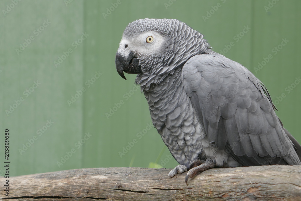 Grauer Papagei (Psittacus erithacus) sitzt auf einem hölzernen Klotz, gesehen von der Seite, Nahaufnahme.Der Graupapagei ist ein Papagei aus der Familie der Psittacidae. Grauer Papagei (Psittacus erithacus) sitzt auf einem hölzernen Klotz, gesehen von der Seite, Nahaufnahme.Der Graupapagei ist ein Papagei aus der Familie der Psittacidae.