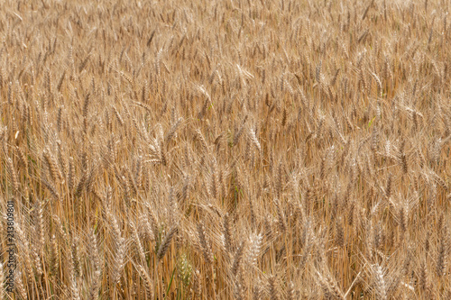 Wheat or rye field