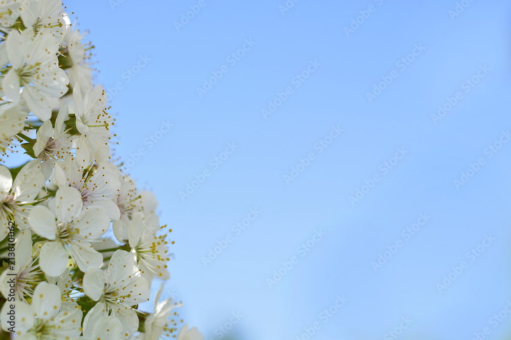 Easter spring flowering white Flowers of cherries and green leaves. Easter spring flowering white Flowers of cherries and green leaves.