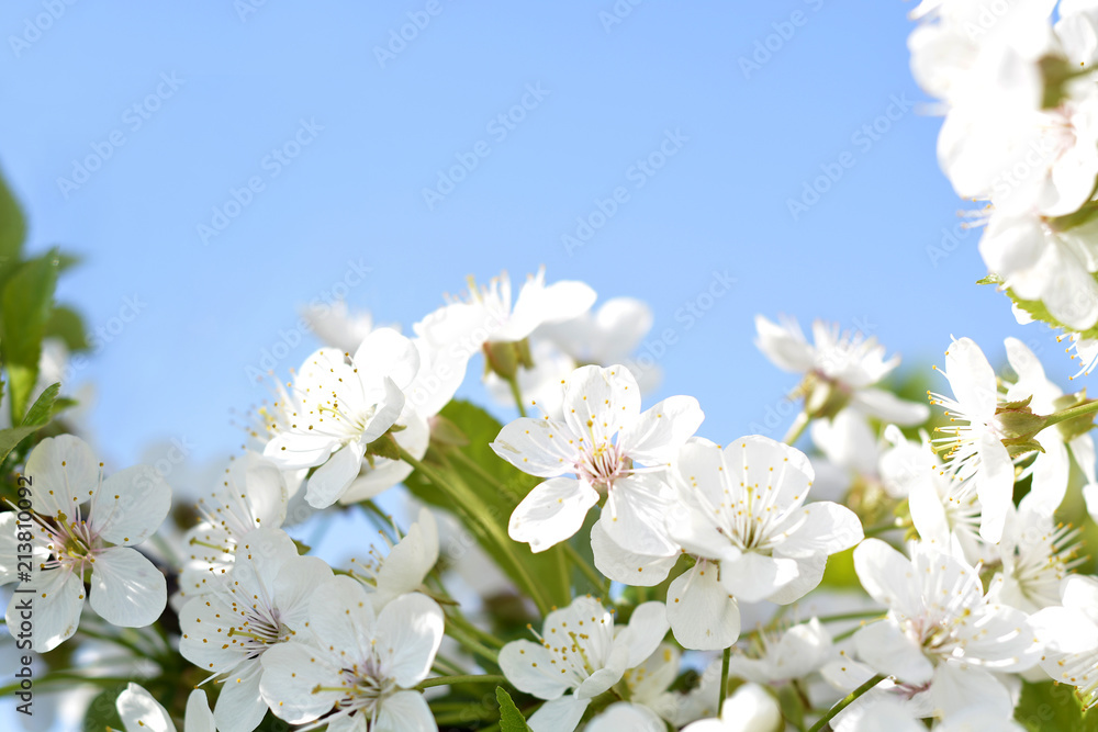 Easter spring flowering white Flowers of cherries and green leaves.