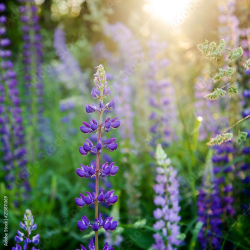 Wild flowers Lupin at sunset