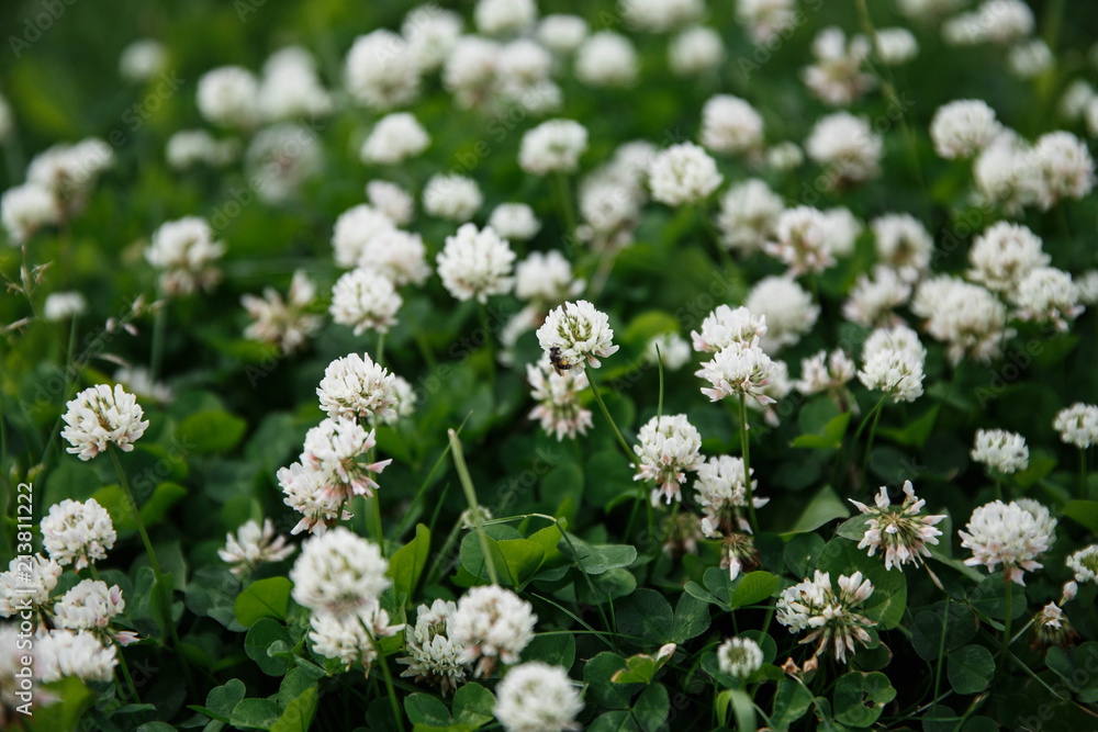 White flowers with bumblebees sitting on them White flowers with bumblebees sitting on them