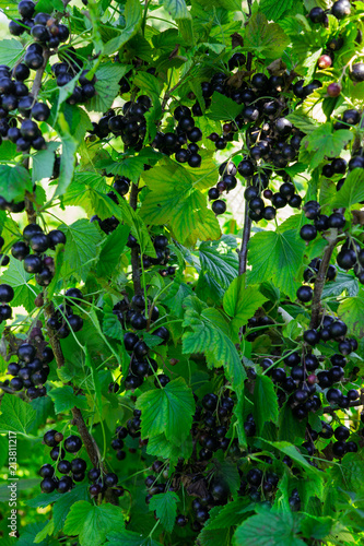 Branches strewn with black currant berries in the garden