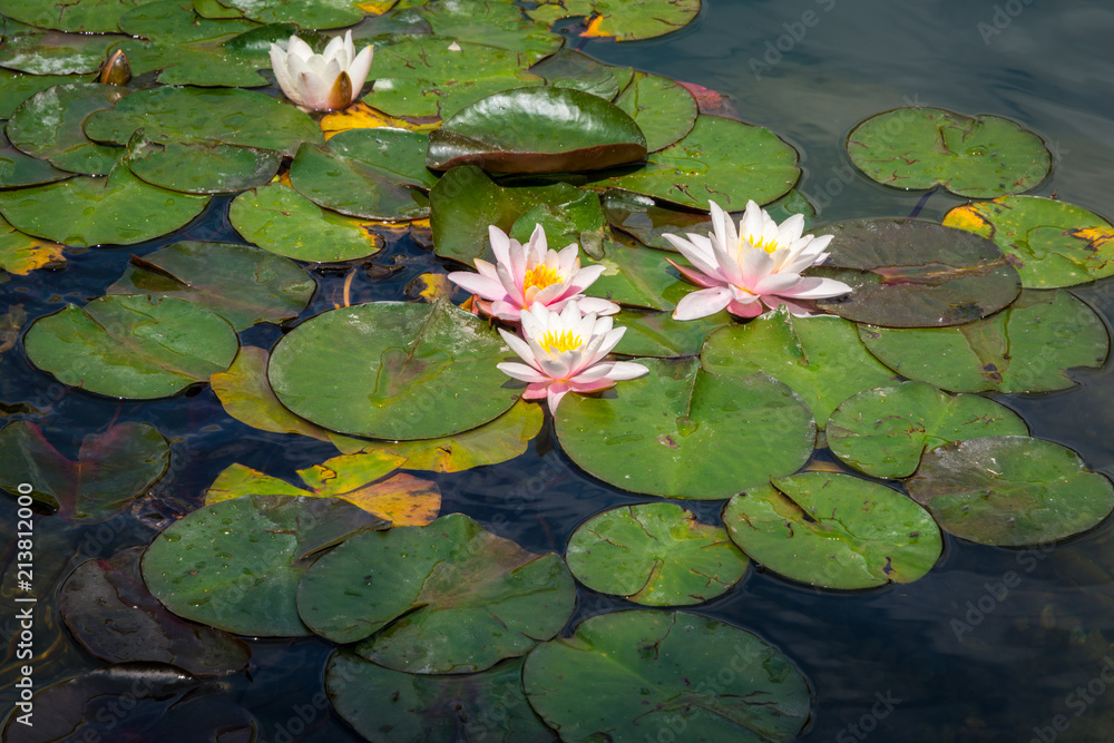 Characteristic lake covered with water lilies in Trentino Alto Adige, italy