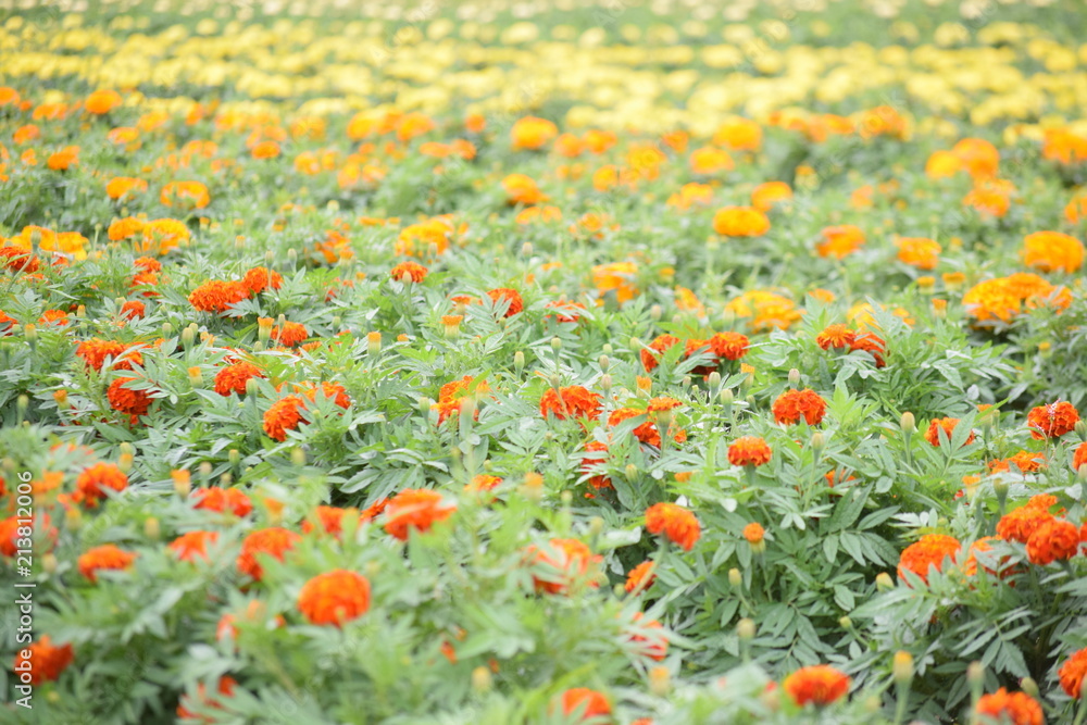 Flower garden of marigold
