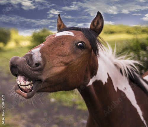 Smiling horse.