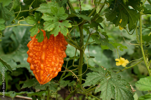 orange ripe Momordica (Indian cucumber) -Momordica charantia