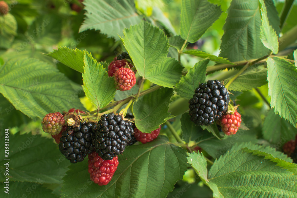 ripe and unripe blackberries on the bush with selective focus. Bunch of berries ripe and unripe blackberries on the bush with selective focus. Bunch of berries