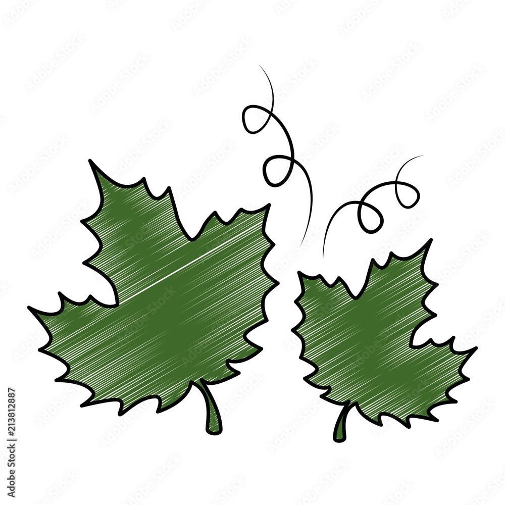 Fototapeta premium grape leafs isolated icon vector illustration design