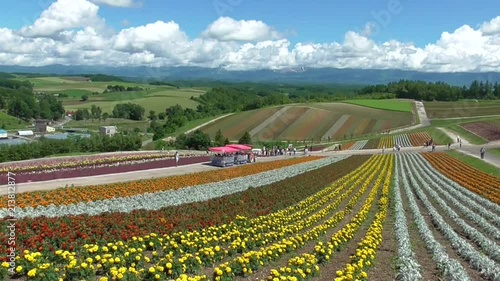 カラフルな美瑛の花畑