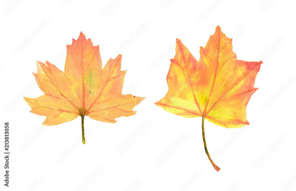 Watercolor maple leaves on white background, hand painted Watercolor maple leaves on white background, hand painted