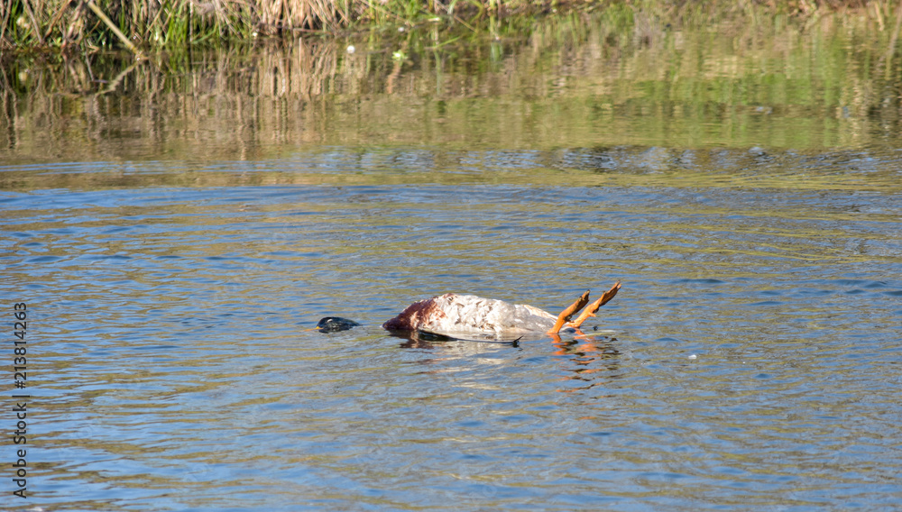 Fototapeta premium Dead duck in a water