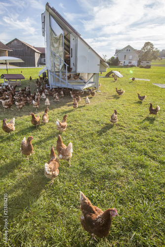happy and healthy chickens ...