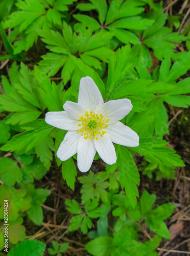 The first spring flowers, a forest anemone