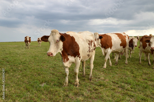 A herd of dairy cows  or dairy cattle in a green pasture. Montbeliarde breed cows.