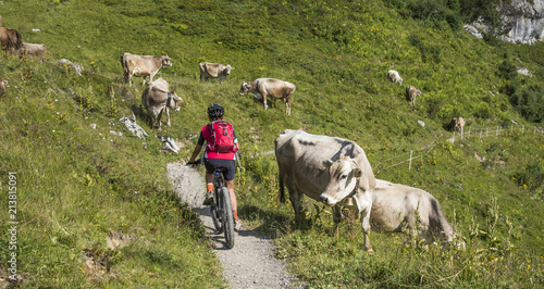 active senior woman, riding her e-mountainbike and meeting a cattle herd in the Arlberg area near the famous village of Lech, Tirol, Austrian Alps