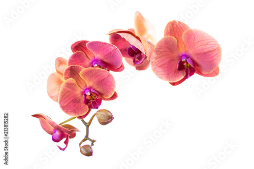Red orchid flower on white background. Isolated. photo