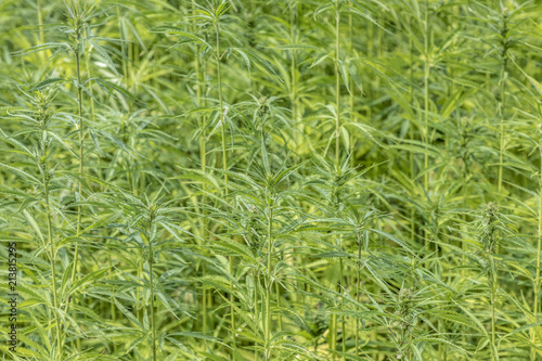 cannabis plant at the field, Futura21 is a cannabis plant without drug possibility