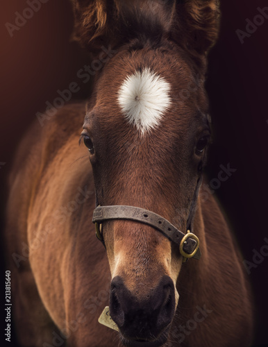 Foal. Cape Magic'18
