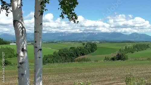 白樺越しに見る美瑛のパッチワークの丘