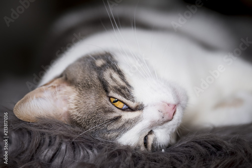 Chat tigré blanc couché