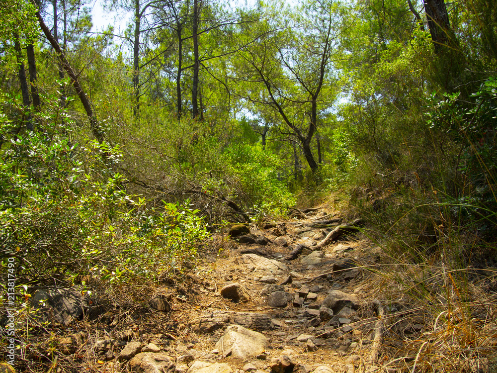 Forest on the mountainside near the city of Kemer in Turkey Forest on the mountainside near the city of Kemer in Turkey