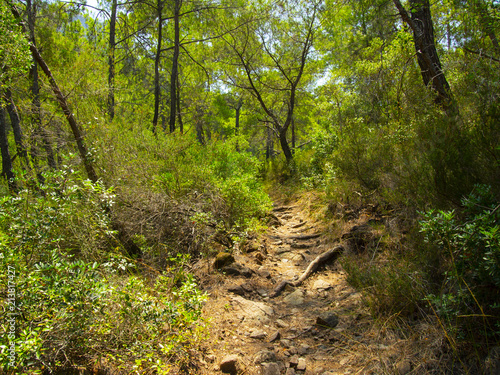 Forest on the mountainside near the city of Kemer in Turkey