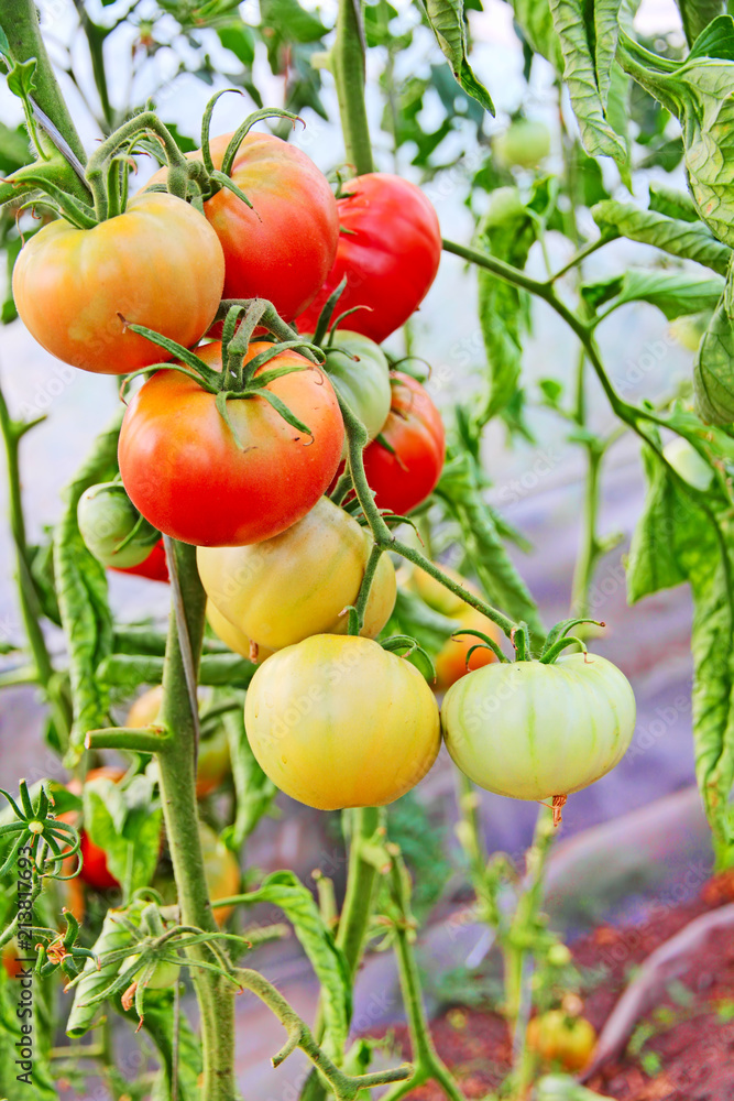 Ripe Tomatoes in greenhouse.