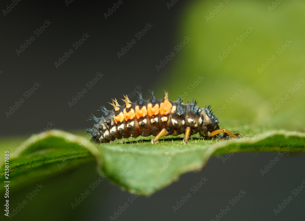Naklejka premium Ladybird larva