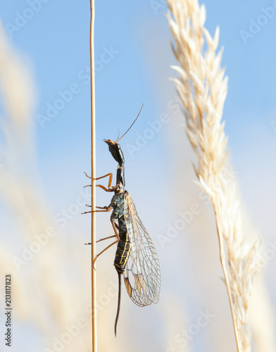 Snakefly climbing on grass photo