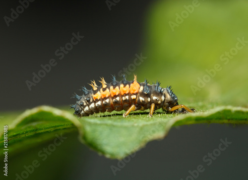 Ladybird larva © abet