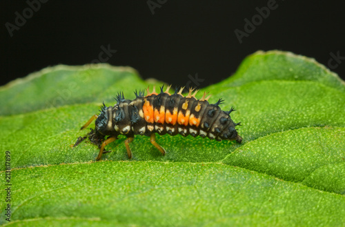 Scary spiny ladybird larva © abet