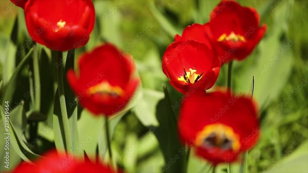 Opened Tulip on a green background in slow motion Opened Tulip on a green background in slow motion